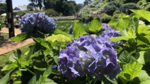 GoToトラベルから合宿免許など除外