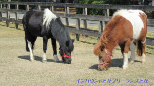 全国通訳案内士資格更新のための通訳案内研修（登録研修機関研修）と観光庁研修を解説