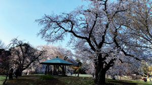 新宿御苑2021今年の春は予約制に【通訳案内士情報】